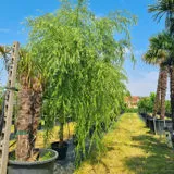 Garden Fance