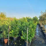 Garden Fance