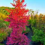 Garden Fance