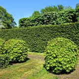 Grass Cutting